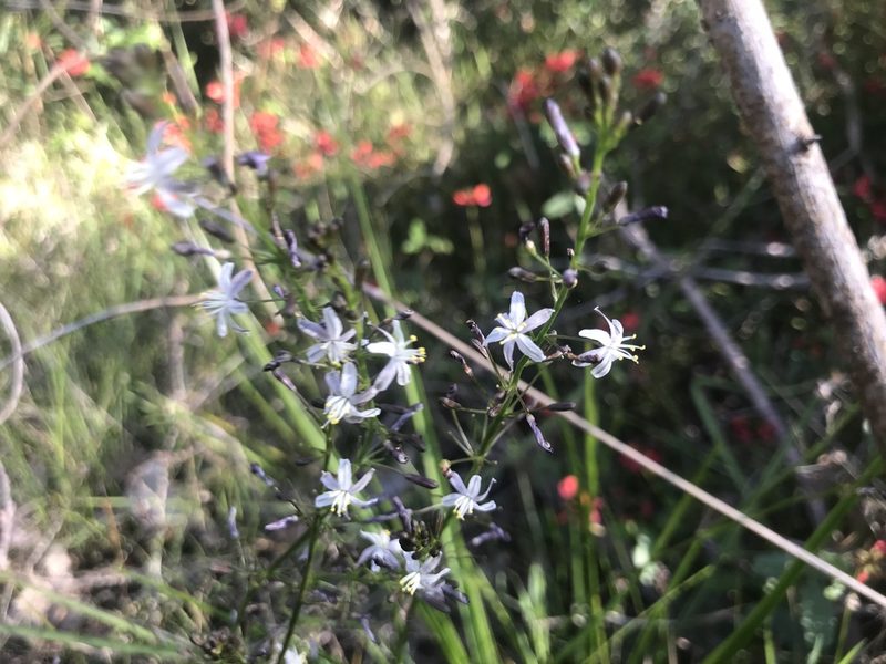 Caesia micrantha, photographed by Ann Bentley