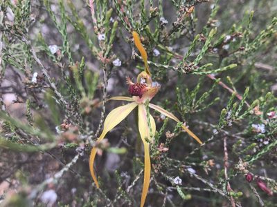 Caladenia ensata, photographed by Ann Bentley