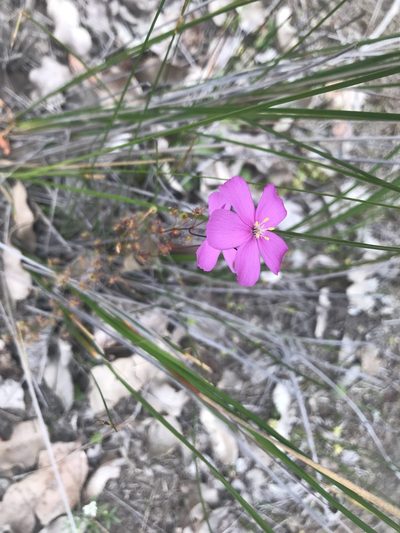 Drosera menziesii, photographed by Ann Bentley