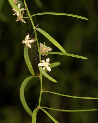 Asparagus natalensis, photographed by Wynand Uys
