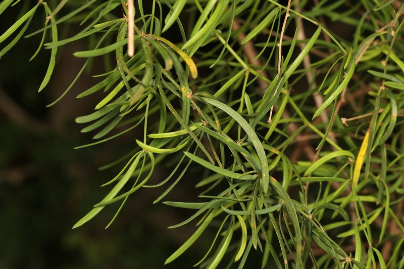 Asparagus natalensis, photographed by Wynand Uys
