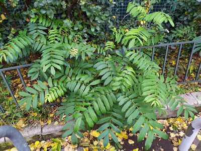 Pterocarya fraxinifolia, photographed by carnifex