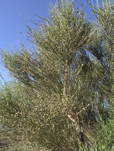 Prunus scoparia, photographed by Oleg Kosterin