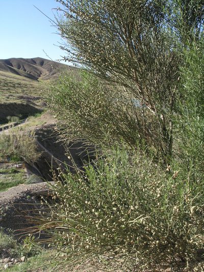Prunus scoparia, photographed by Oleg Kosterin