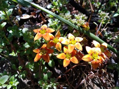 Crassula dichotoma, photographed by De Waal Hugo