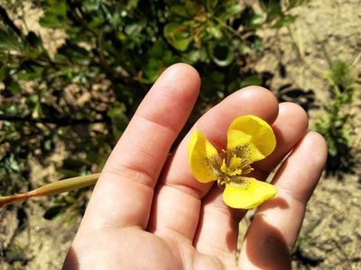 Moraea bellendenii, photographed by De Waal Hugo