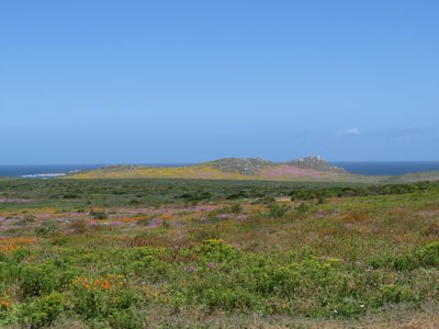 Arctotis hirsuta, photographed by Jeremy Gilmore