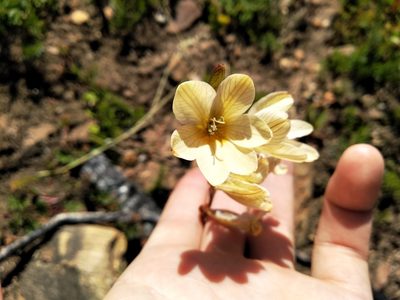 Tritonia gladiolaris, photographed by De Waal Hugo