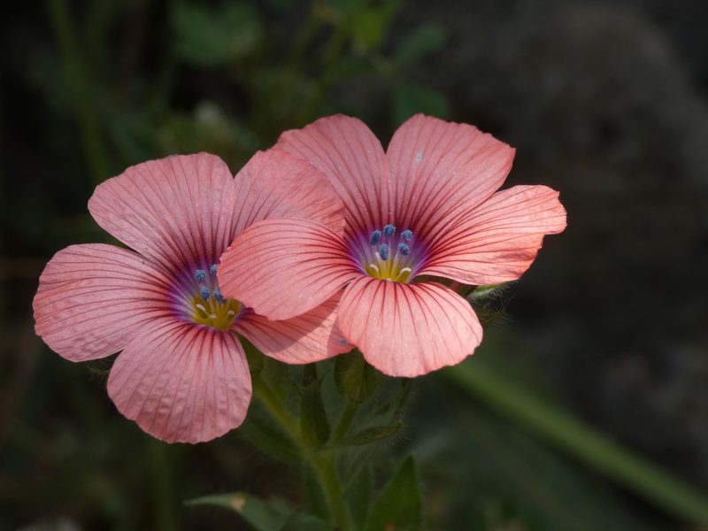 Linum pubescens, photographed by Yves Bas