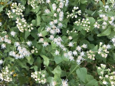 Ageratina herbacea, photographed by CK2AZ