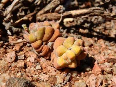 Crassula deceptor, photographed by Ryan van Huyssteen