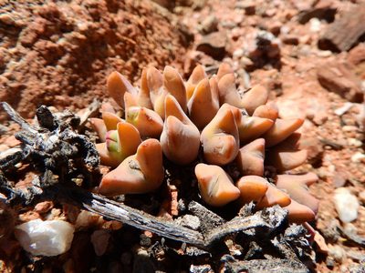 Conophytum bilobum, photographed by Ryan van Huyssteen