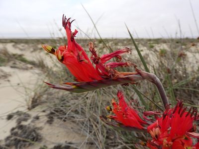 Babiana hirsuta, photographed by Ryan van Huyssteen