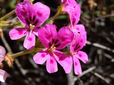 Pelargonium echinatum, photographed by Ryan van Huyssteen