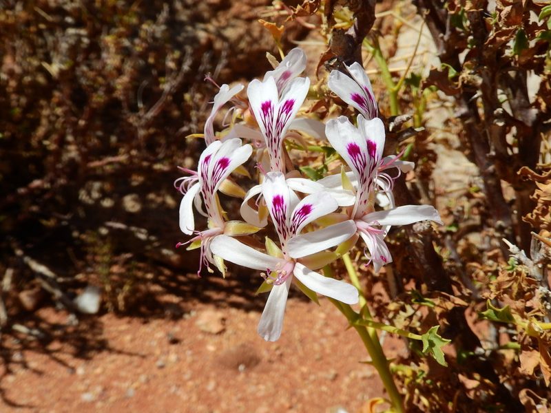 Pelargonium spinosum, photographed by Ryan van Huyssteen