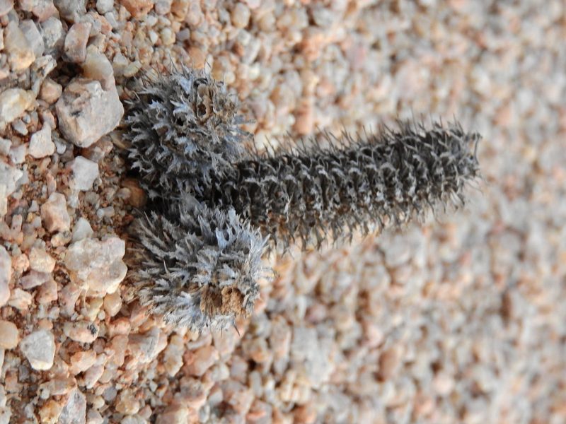 Acanthopsis disperma, photographed by Ryan van Huyssteen