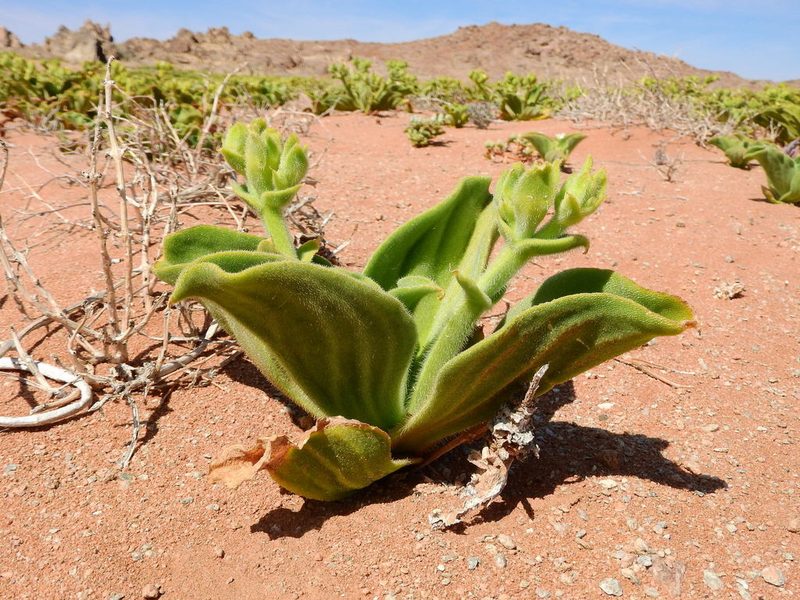 Mesembryanthemum pellitum, photographed by Ryan van Huyssteen