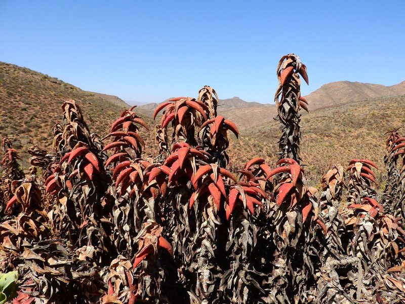 Aloe pearsonii, photographed by Ryan van Huyssteen