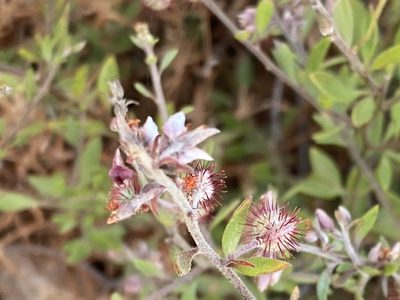 Krameria ixine, photographed by Jim Riley