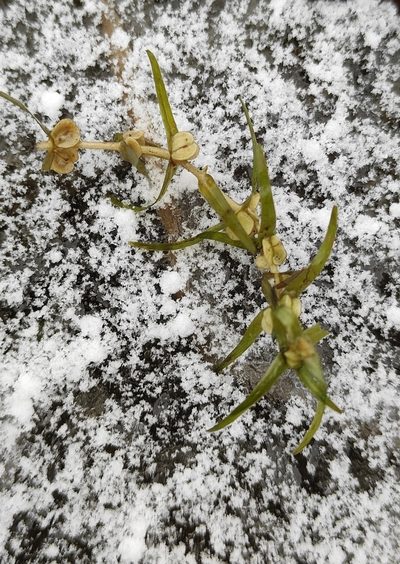 Callitriche hermaphroditica, photographed by Юлия