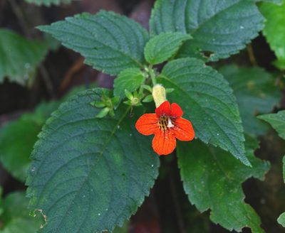 Achimenes antirrhina, photographed by adel-fridus