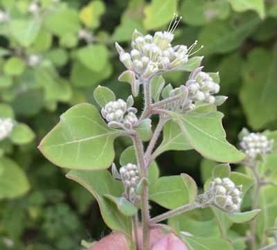 Salpianthus arenarius, photographed by Jim Riley