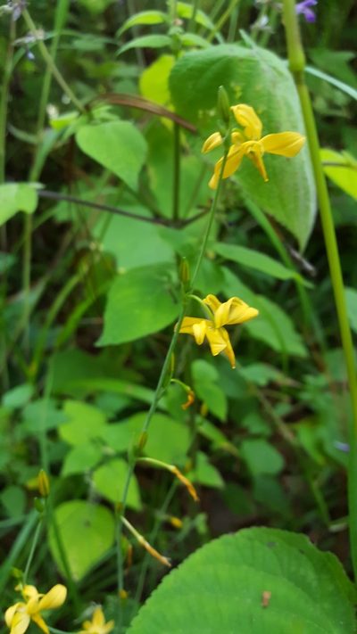 Echeandia mexicana, photographed by Eugenio Padilla