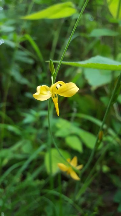 Echeandia mexicana, photographed by Eugenio Padilla