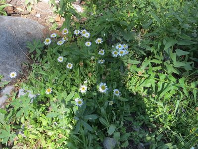 Erigeron coulteri, photographed by Barbara Banfield