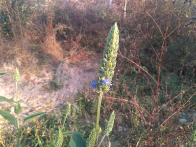 Salvia hispanica, photographed by Josep Gesti