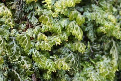 Hymenophyllum barbatum, photographed by Se Lena