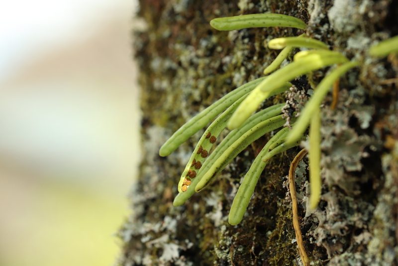 Lepisorus onoei, photographed by Se Lena
