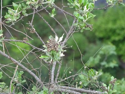 Brachylaena elliptica, photographed by Shaun Swanepoel