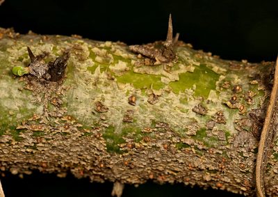 Commiphora glandulosa, photographed by Wynand Uys