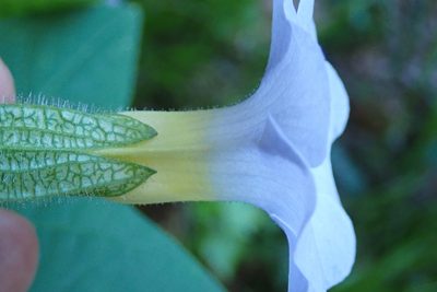 Thunbergia natalensis, photographed by Peter Warren