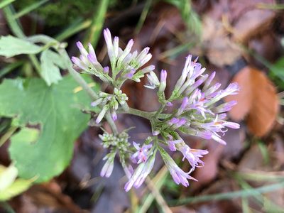 Adenostyles alpina, photographed by Thomas Ebner