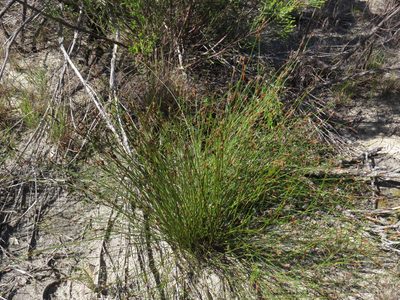 Restio filiformis, photographed by Jeremy Gilmore