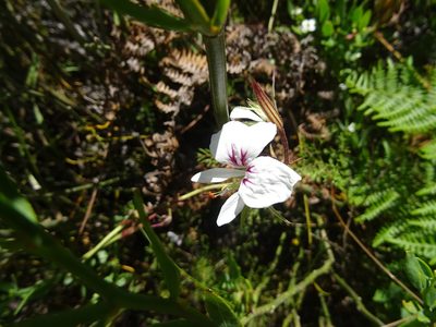 Pelargonium myrrhifolium, photographed by Paul Hoekman