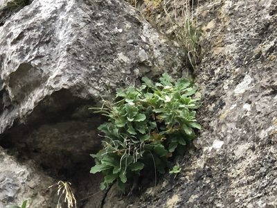 Arabis caucasica, photographed by Jason Grant