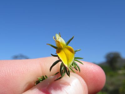 Aspalathus retroflexa, photographed by Jeremy Gilmore