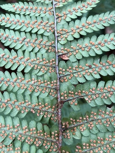 Dryopteris cambrensis, photographed by Thomas Ebner