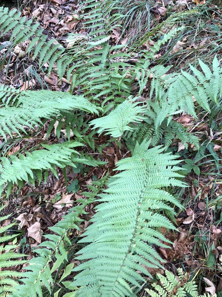 Dryopteris cambrensis, photographed by Thomas Ebner