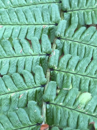 Dryopteris cambrensis, photographed by Thomas Ebner