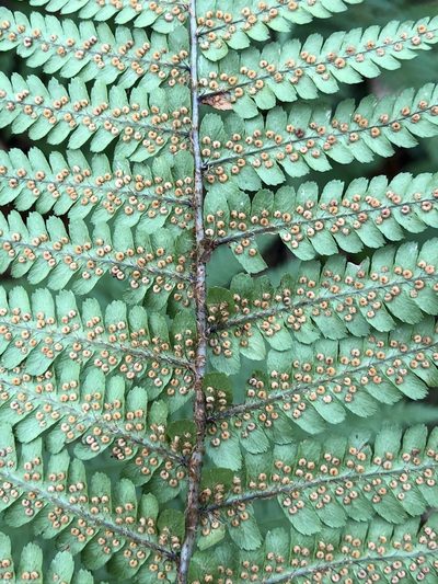 Dryopteris cambrensis, photographed by Thomas Ebner