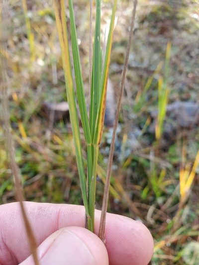 Agrostis pallens, photographed by Shane Johnson