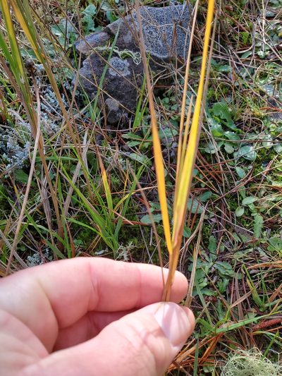 Agrostis pallens, photographed by Shane Johnson