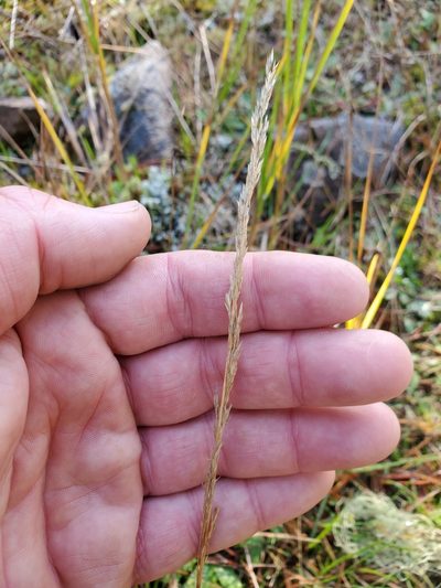 Agrostis pallens, photographed by Shane Johnson