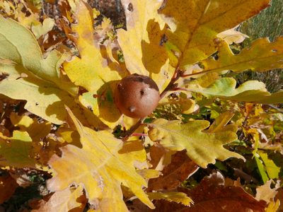 Quercus pyrenaica, photographed by Cristina Villaverde