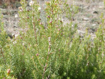 Erica australis, photographed by Cristina Villaverde
