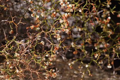 Eriogonum heermannii, photographed by Shawn O'Donnell